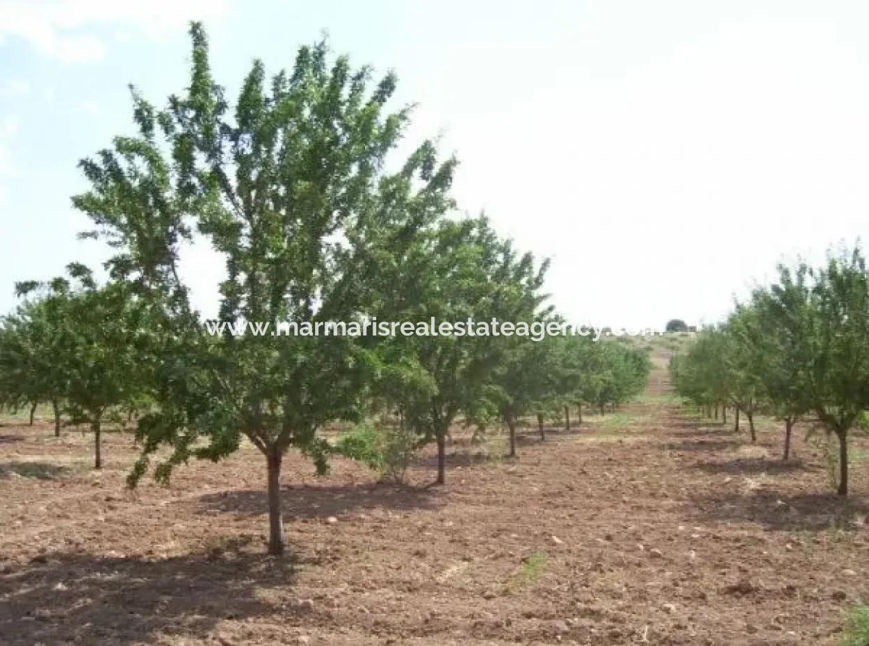 Garten Zum Verkauf In Mugla Region 880000M2 Nussbaum