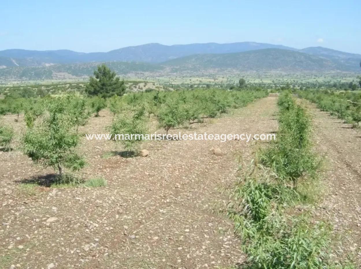 Garten Zum Verkauf In Mugla Region 880000M2 Nussbaum