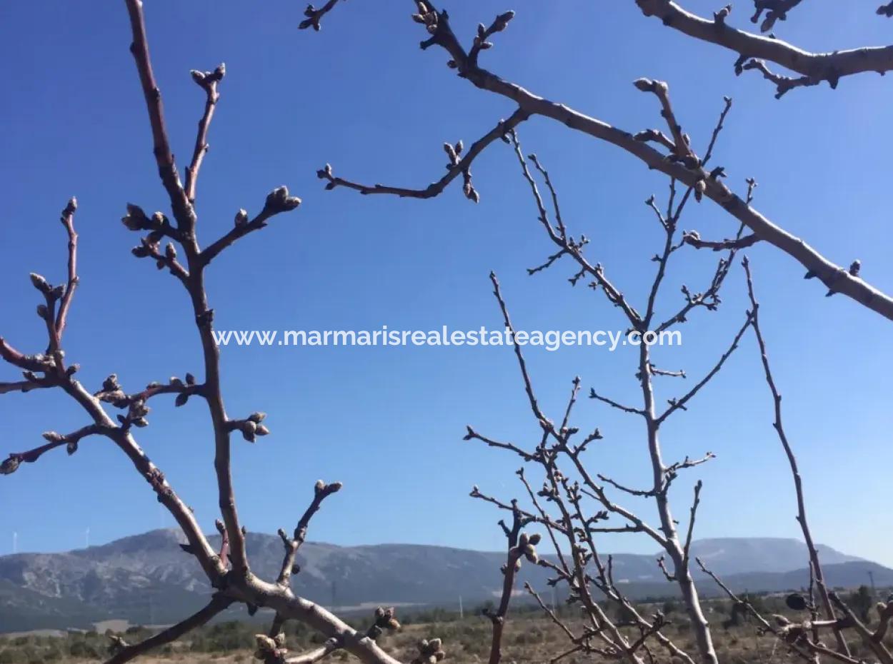 Der 200000M2 Mandelgarten Steht Im Zentrum Von Mugla Zum Verkauf.