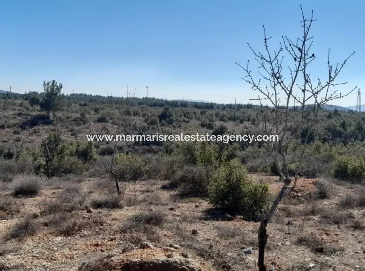 Der 200000M2 Mandelgarten Steht Im Zentrum Von Mugla Zum Verkauf.