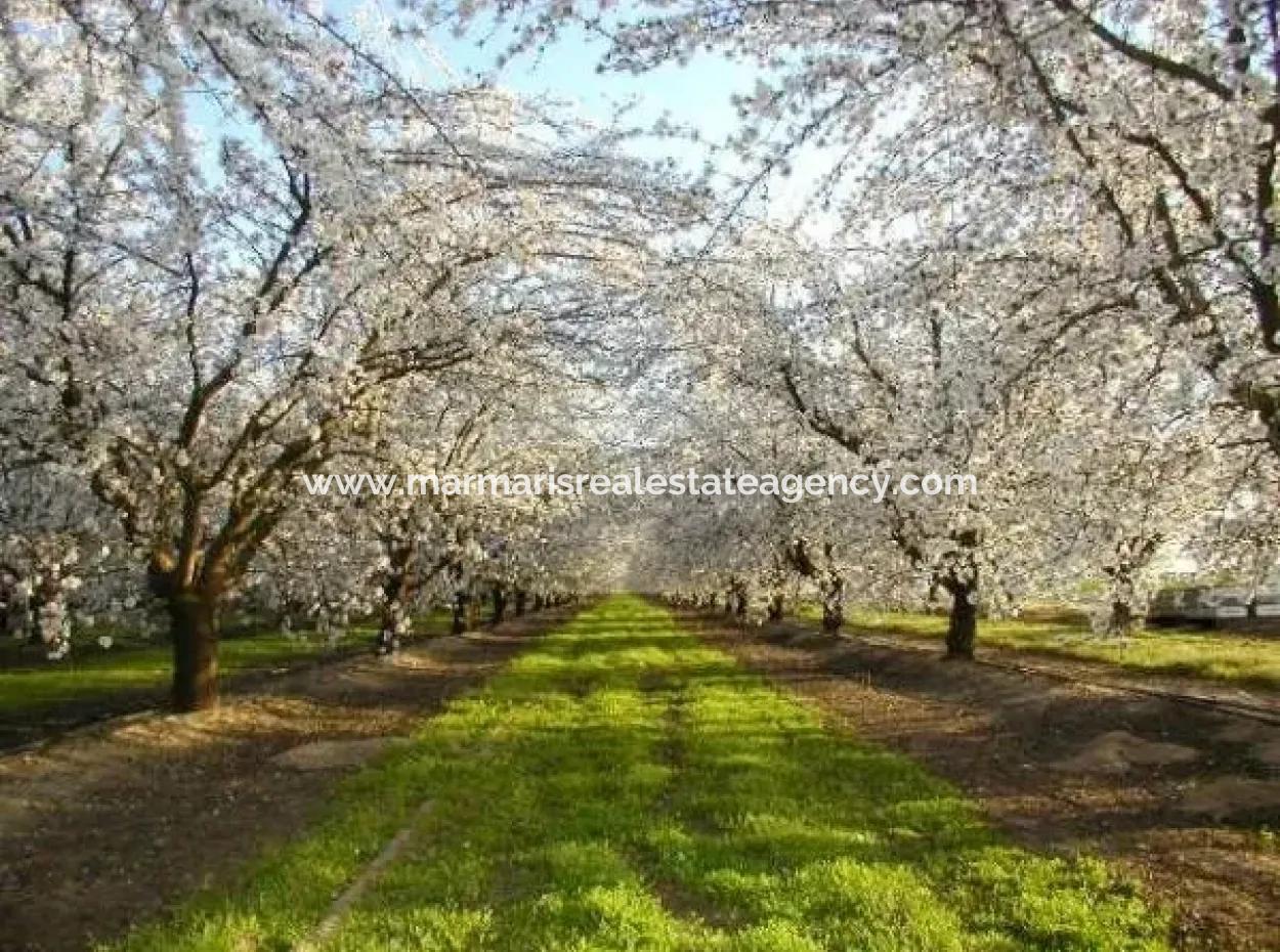 Garden For Sale In Mugla Region 880000M2 Walnut