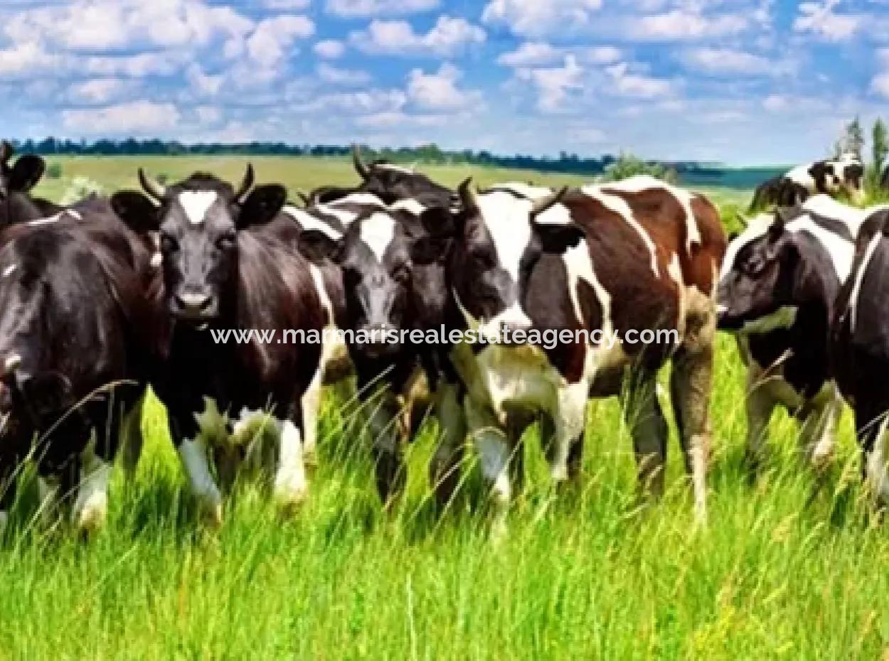 Garden For Sale In Mugla Region 880000M2 Walnut