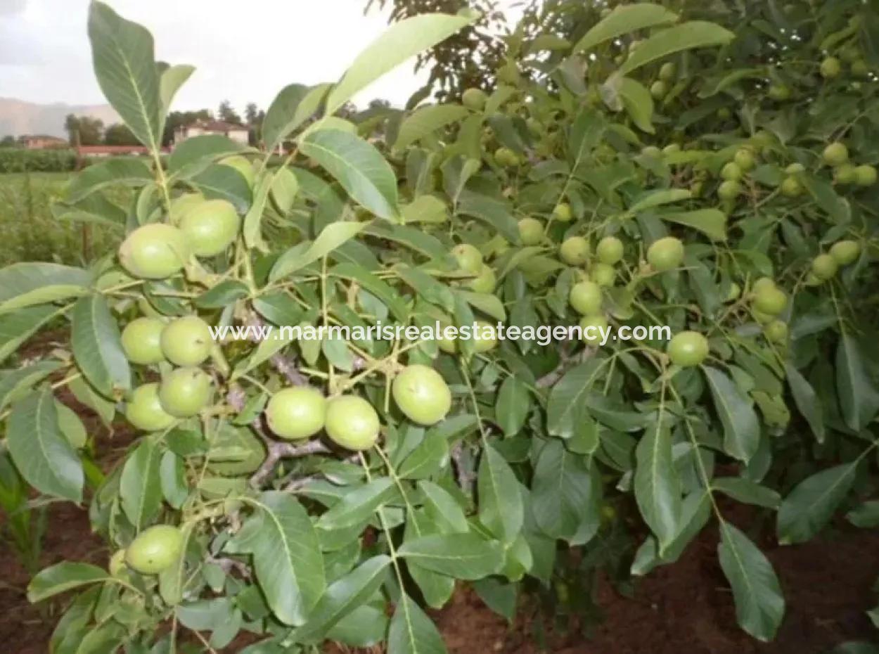 Garden For Sale In Mugla Region 880000M2 Walnut