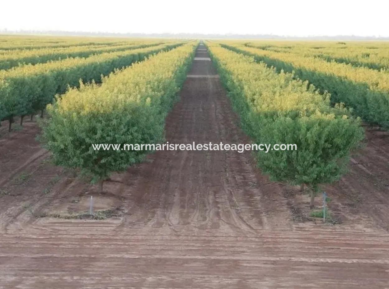 Garden For Sale In Mugla Region 880000M2 Walnut