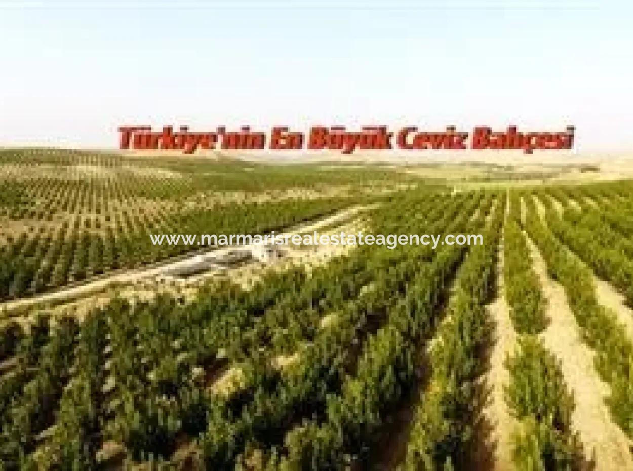 Garden For Sale In Mugla Region 880000M2 Walnut