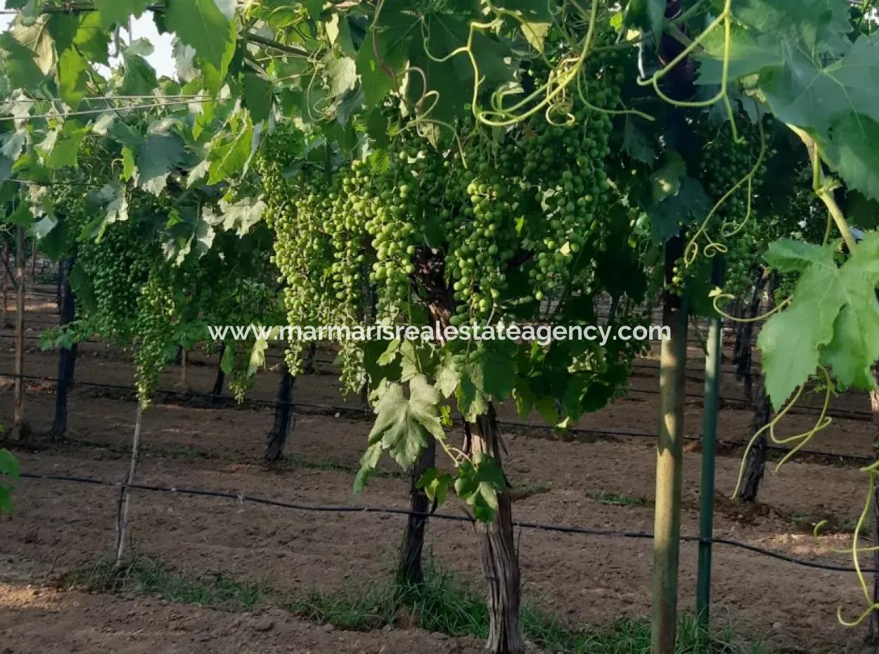 Manisa Prefecture Alasehir District 19000M2 Grapefring Farm For Urgent Sale