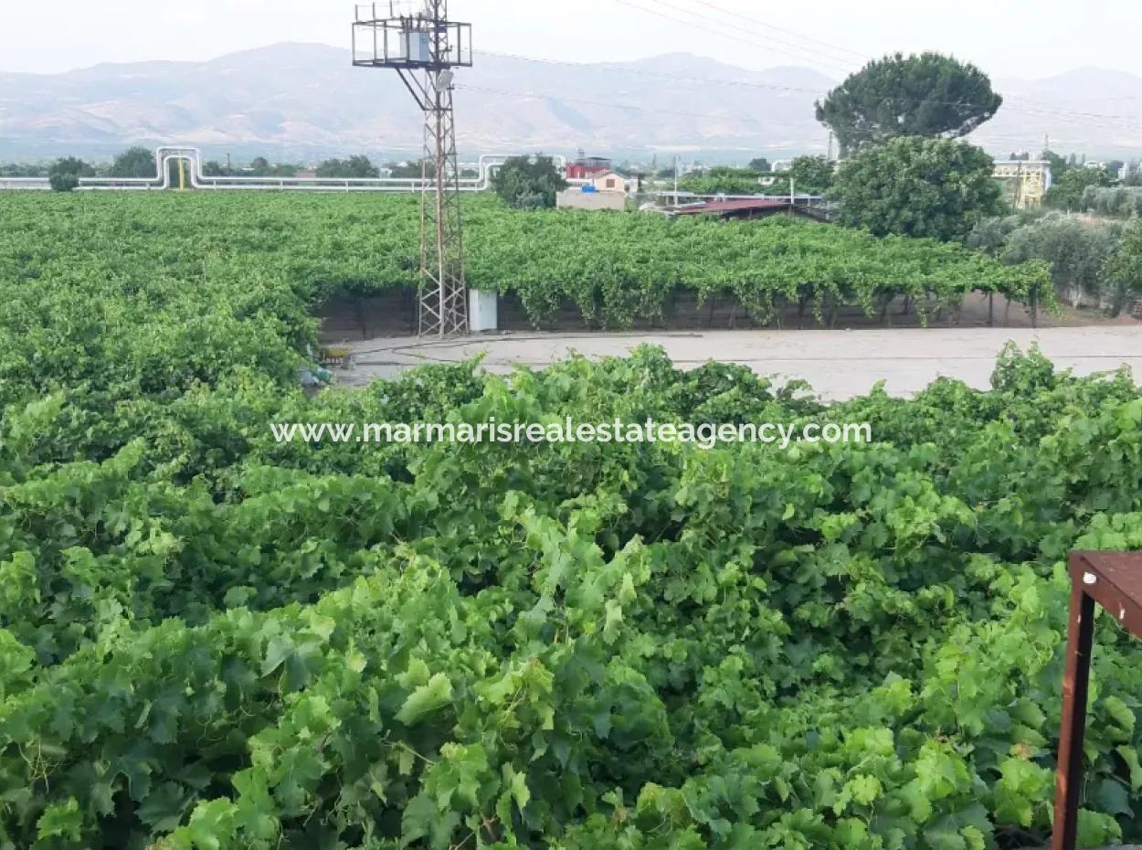Manisa Prefecture Alasehir District 19000M2 Grapefring Farm For Urgent Sale