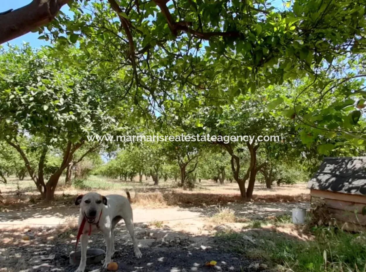 13000M2 Farmhouse Suitable To Be A Boutique Hotel 3 Km From Akyaka Center Gökkova Kitesurfe 1 Km Away