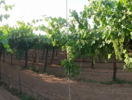 Manisa Prefecture Alasehir District 19000M2 Grapefring Farm For Urgent Sale