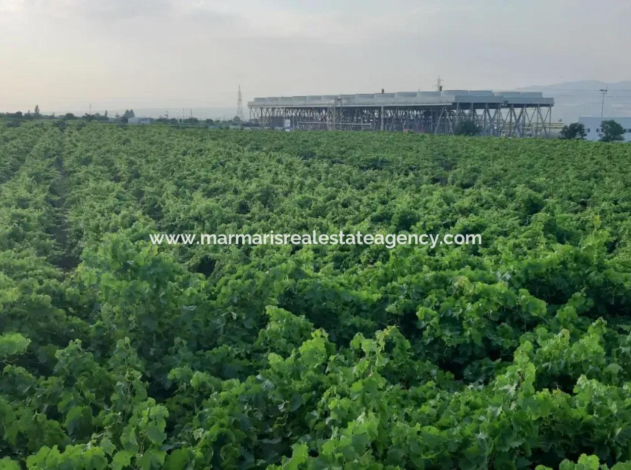 Manisa İli Alaşehir İlçesi 19000M2 Üzümbağı Çiftliği Acil Satılık