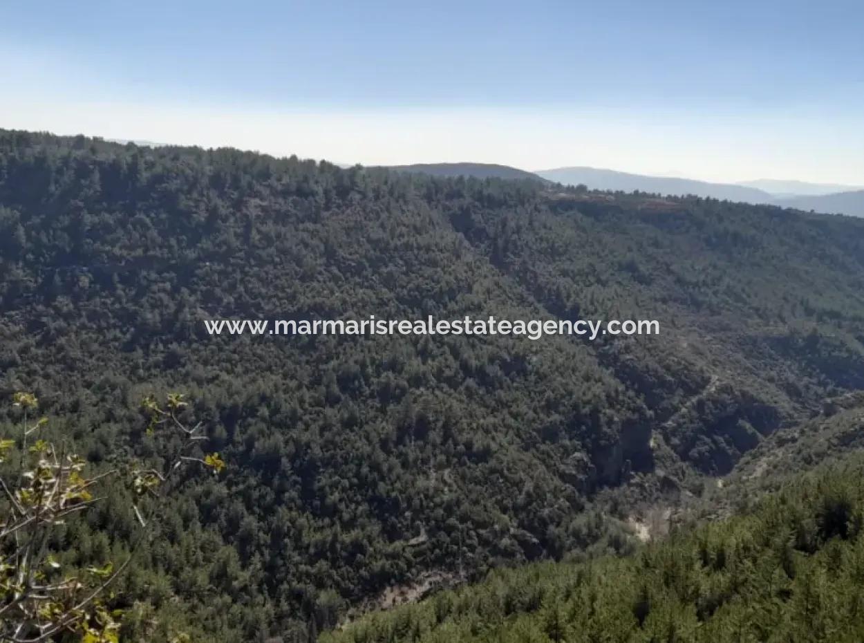 Muğla Merkezinde 200000M2 Badem Bahçesi Satılıktır.