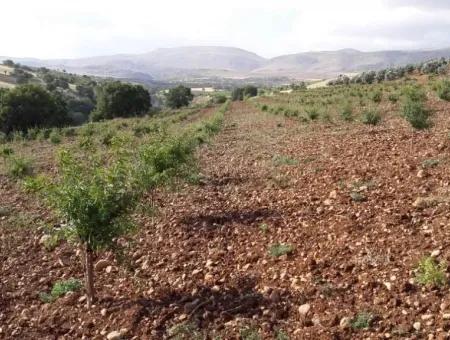 Muğla Bölgesinde 880000M2 Satılık Ceviz Bahçesi